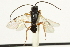  (Microplitis eremitus - CNCHYM 01744)  @13 [ ] CreativeCommons - Attribution (2011) CNC/CBG Photography Group Centre for Biodiversity Genomics