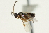  ( - CNCHYM 01752)  @11 [ ] CreativeCommons - Attribution (2011) CNC/CBG Photography Group Centre for Biodiversity Genomics