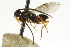  ( - CNCHYM 01760)  @11 [ ] CreativeCommons - Attribution (2011) CNC/CBG Photography Group Centre for Biodiversity Genomics