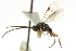 ( - CNCHYM 01761)  @11 [ ] CreativeCommons - Attribution (2011) CNC/CBG Photography Group Centre for Biodiversity Genomics
