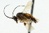  ( - CNCHYM 01775)  @11 [ ] CreativeCommons - Attribution (2011) CNC/CBG Photography Group Centre for Biodiversity Genomics