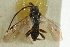  ( - CNCHYM 01778)  @11 [ ] CreativeCommons - Attribution (2011) CNC/CBG Photography Group Centre for Biodiversity Genomics