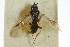  ( - CNCHYM 01779)  @11 [ ] CreativeCommons - Attribution (2011) CNC/CBG Photography Group Centre for Biodiversity Genomics