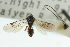  (Microplitis manilae - CNCHYM 01789)  @11 [ ] CreativeCommons - Attribution (2011) CNC/CBG Photography Group Centre for Biodiversity Genomics