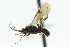 ( - CNCHYM 01790)  @11 [ ] CreativeCommons - Attribution (2011) CNC/CBG Photography Group Centre for Biodiversity Genomics