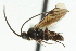  ( - CNCHYM 01792)  @11 [ ] CreativeCommons - Attribution (2011) CNC/CBG Photography Group Centre for Biodiversity Genomics
