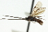  ( - CNCHYM 01793)  @11 [ ] CreativeCommons - Attribution (2011) CNC/CBG Photography Group Centre for Biodiversity Genomics