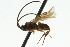  ( - CNCHYM 01795)  @11 [ ] CreativeCommons - Attribution (2011) CNC/CBG Photography Group Centre for Biodiversity Genomics