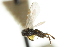  ( - CNCHYM 03188)  @11 [ ] CreativeCommons - Attribution (2011) CNC/CBG Photography Group Centre for Biodiversity Genomics