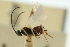  ( - CNCHYM 03213)  @11 [ ] CreativeCommons - Attribution (2011) CNC/CBG Photography Group Centre for Biodiversity Genomics