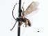 ( - CNCHYM 00194)  @11 [ ] CreativeCommons - Attribution (2011) CNC/CBG Photography Group Centre for Biodiversity Genomics
