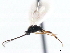  ( - CNCHYM 00201)  @11 [ ] CreativeCommons - Attribution (2011) CNC/CBG Photography Group Centre for Biodiversity Genomics