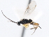  ( - CNCHYM 00203)  @13 [ ] CreativeCommons - Attribution (2011) CNC/CBG Photography Group Centre for Biodiversity Genomics