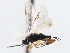  ( - CNCHYM 00204)  @13 [ ] CreativeCommons - Attribution (2011) CNC/CBG Photography Group Centre for Biodiversity Genomics
