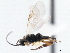  ( - CNCHYM 00205)  @14 [ ] CreativeCommons - Attribution (2011) CNC/CBG Photography Group Centre for Biodiversity Genomics
