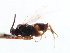 (Apanteles samoanus - CNCHYM 00210)  @11 [ ] CreativeCommons - Attribution (2011) CNC/CBG Photography Group Centre for Biodiversity Genomics
