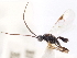  ( - CNCHYM 00214)  @11 [ ] CreativeCommons - Attribution (2011) CNC/CBG Photography Group Centre for Biodiversity Genomics