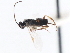  ( - CNCHYM 00218)  @11 [ ] CreativeCommons - Attribution (2011) CNC/CBG Photography Group Centre for Biodiversity Genomics
