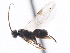  ( - CNCHYM 00219)  @11 [ ] CreativeCommons - Attribution (2011) CNC/CBG Photography Group Centre for Biodiversity Genomics