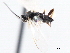  ( - CNCHYM 00221)  @11 [ ] CreativeCommons - Attribution (2011) CNC/CBG Photography Group Centre for Biodiversity Genomics