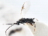  ( - CNCHYM 00232)  @11 [ ] CreativeCommons - Attribution (2011) CNC/CBG Photography Group Centre for Biodiversity Genomics