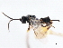  ( - CNCHYM 00233)  @11 [ ] CreativeCommons - Attribution (2011) CNC/CBG Photography Group Centre for Biodiversity Genomics