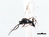  ( - CNCHYM 00234)  @11 [ ] CreativeCommons - Attribution (2011) CNC/CBG Photography Group Centre for Biodiversity Genomics