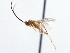  ( - CNCHYM 00256)  @11 [ ] CreativeCommons - Attribution (2011) CNC/CBG Photography Group Centre for Biodiversity Genomics
