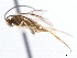  ( - CNCHYM 00257)  @11 [ ] CreativeCommons - Attribution (2011) CNC/CBG Photography Group Centre for Biodiversity Genomics