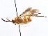  ( - CNCHYM 00258)  @11 [ ] CreativeCommons - Attribution (2011) CNC/CBG Photography Group Centre for Biodiversity Genomics