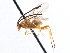  ( - CNCHYM 00259)  @11 [ ] CreativeCommons - Attribution (2011) CNC/CBG Photography Group Centre for Biodiversity Genomics