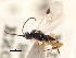  ( - CNCHYM 00260)  @11 [ ] CreativeCommons - Attribution (2011) CNC/CBG Photography Group Centre for Biodiversity Genomics