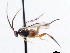  ( - CNCHYM 00263)  @11 [ ] CreativeCommons - Attribution (2011) CNC/CBG Photography Group Centre for Biodiversity Genomics