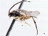  ( - CNCHYM 00264)  @11 [ ] CreativeCommons - Attribution (2011) CNC/CBG Photography Group Centre for Biodiversity Genomics