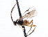  ( - CNCHYM 00265)  @11 [ ] CreativeCommons - Attribution (2011) CNC/CBG Photography Group Centre for Biodiversity Genomics