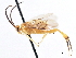  ( - CNCHYM 00266)  @11 [ ] CreativeCommons - Attribution (2011) CNC/CBG Photography Group Centre for Biodiversity Genomics