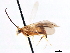  ( - CNCHYM 00267)  @11 [ ] CreativeCommons - Attribution (2011) CNC/CBG Photography Group Centre for Biodiversity Genomics