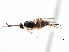  ( - CNCHYM 00273)  @11 [ ] CreativeCommons - Attribution (2011) CNC/CBG Photography Group Centre for Biodiversity Genomics
