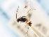  ( - CNCHYM 00275)  @11 [ ] CreativeCommons - Attribution (2011) CNC/CBG Photography Group Centre for Biodiversity Genomics
