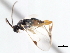  ( - CNCHYM 00276)  @11 [ ] CreativeCommons - Attribution (2011) CNC/CBG Photography Group Centre for Biodiversity Genomics