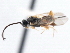  ( - CNCHYM 00278)  @11 [ ] CreativeCommons - Attribution (2011) CNC/CBG Photography Group Centre for Biodiversity Genomics