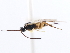  ( - CNCHYM 00279)  @11 [ ] CreativeCommons - Attribution (2011) CNC/CBG Photography Group Centre for Biodiversity Genomics