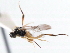  ( - CNCHYM 00282)  @11 [ ] CreativeCommons - Attribution (2011) CNC/CBG Photography Group Centre for Biodiversity Genomics