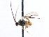  ( - CNCHYM 00283)  @11 [ ] CreativeCommons - Attribution (2011) CNC/CBG Photography Group Centre for Biodiversity Genomics