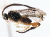  ( - CNCHYM 00285)  @11 [ ] CreativeCommons - Attribution (2011) CNC/CBG Photography Group Centre for Biodiversity Genomics