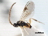  ( - CNCHYM 00287)  @11 [ ] CreativeCommons - Attribution (2011) CNC/CBG Photography Group Centre for Biodiversity Genomics