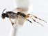  ( - CNCHYM 00289)  @11 [ ] CreativeCommons - Attribution (2011) CNC/CBG Photography Group Centre for Biodiversity Genomics