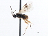  ( - CNCHYM 00291)  @11 [ ] CreativeCommons - Attribution (2011) CNC/CBG Photography Group Centre for Biodiversity Genomics