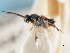  ( - CNCHYM 00293)  @11 [ ] CreativeCommons - Attribution (2011) CNC/CBG Photography Group Centre for Biodiversity Genomics