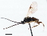  ( - CNCHYM 00294)  @11 [ ] CreativeCommons - Attribution (2011) CNC/CBG Photography Group Centre for Biodiversity Genomics